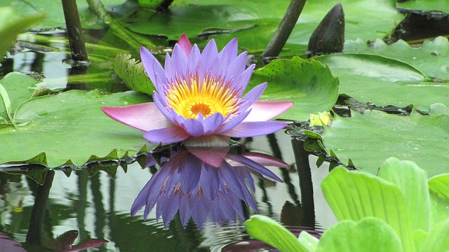 purple lotus blossom