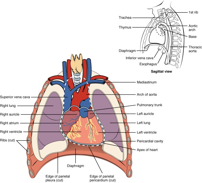 Diagram of human heart