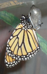 a butterfly that recently emerged from cocoon