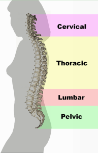 human spinal column