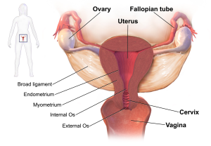 Diagram of female human reproductive organs