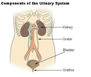 Diagram of the urinary system in humans