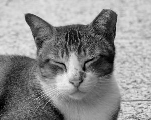 Black and white photograph of a cat with one ear that's been clipped