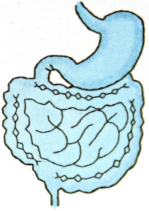 Diagram of human bowels
