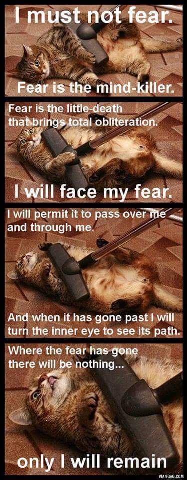 A cat versus a vacuum with the Dune fear mantra written on the image