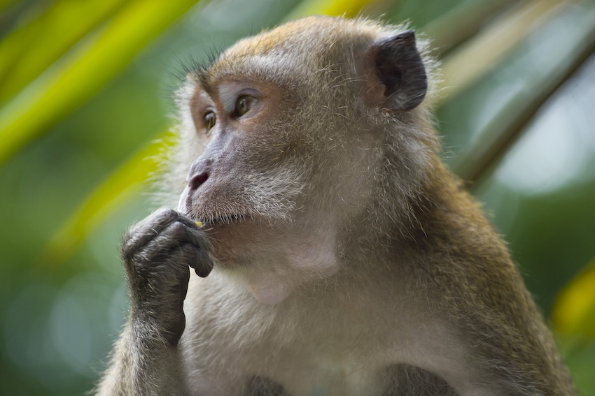 macaca_fascicularis - monkey