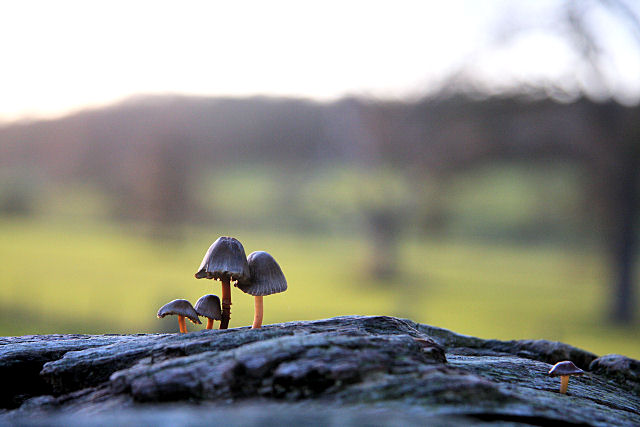 Tiny mushrooms growing on a log
