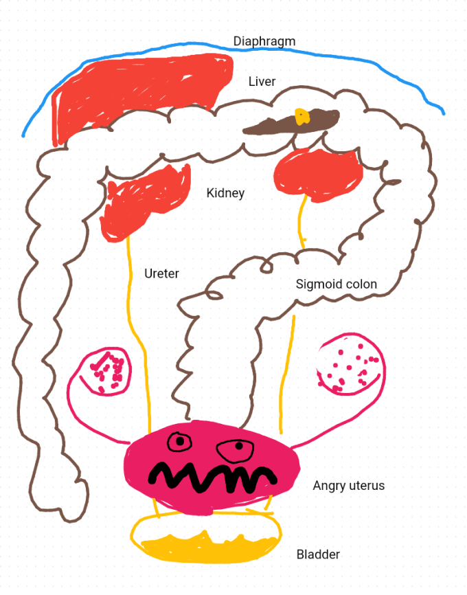 Illustration of human organs: intestines, uterus, bladder, liver, diaphragm