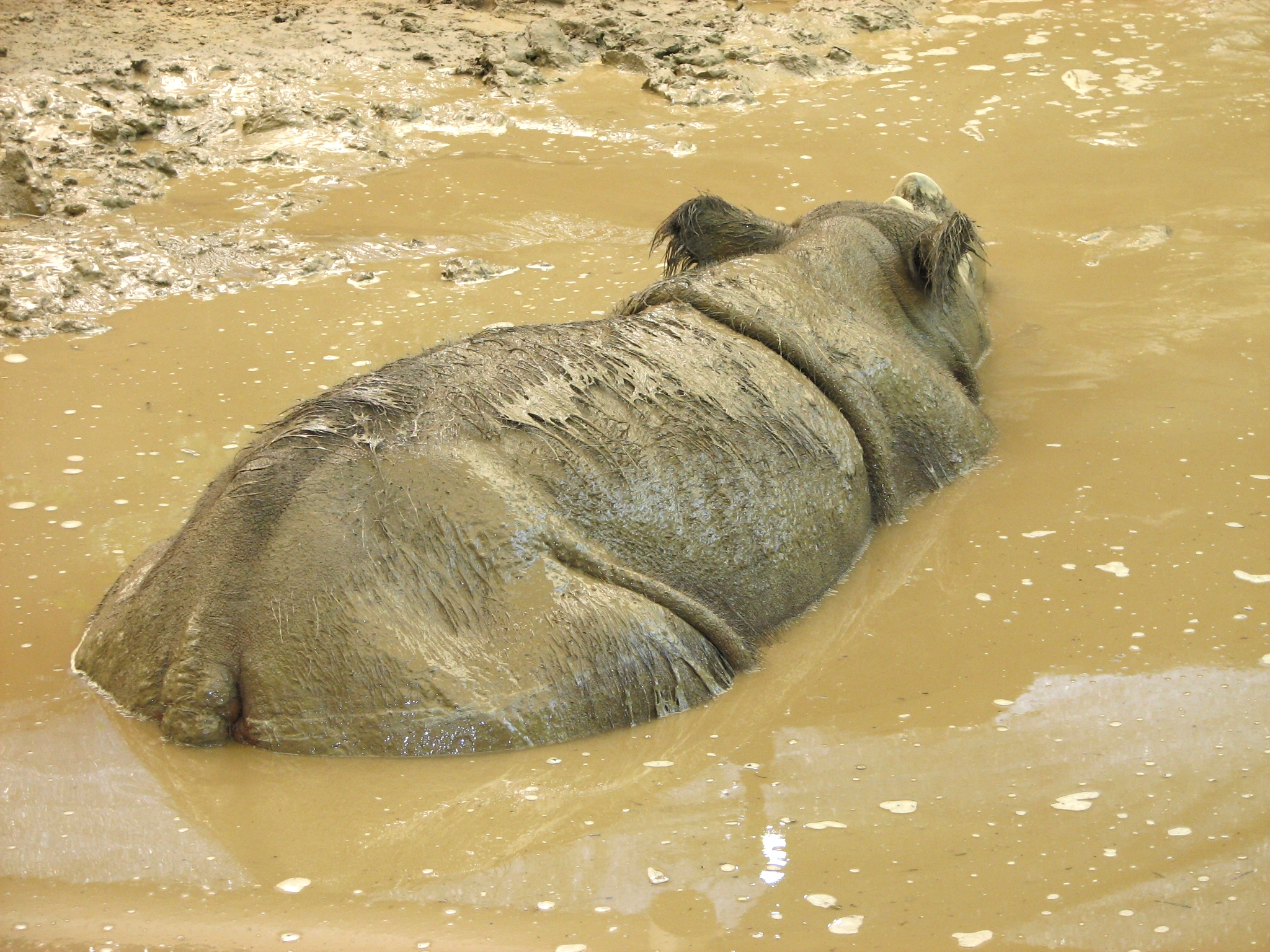 Rhino soaking in a muddy watering hole