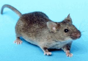 Small brown mouse