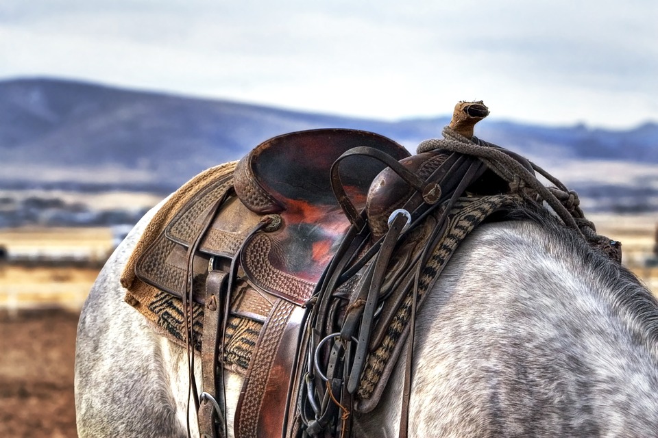 Saddle and blanket on the back of a gray and white horse