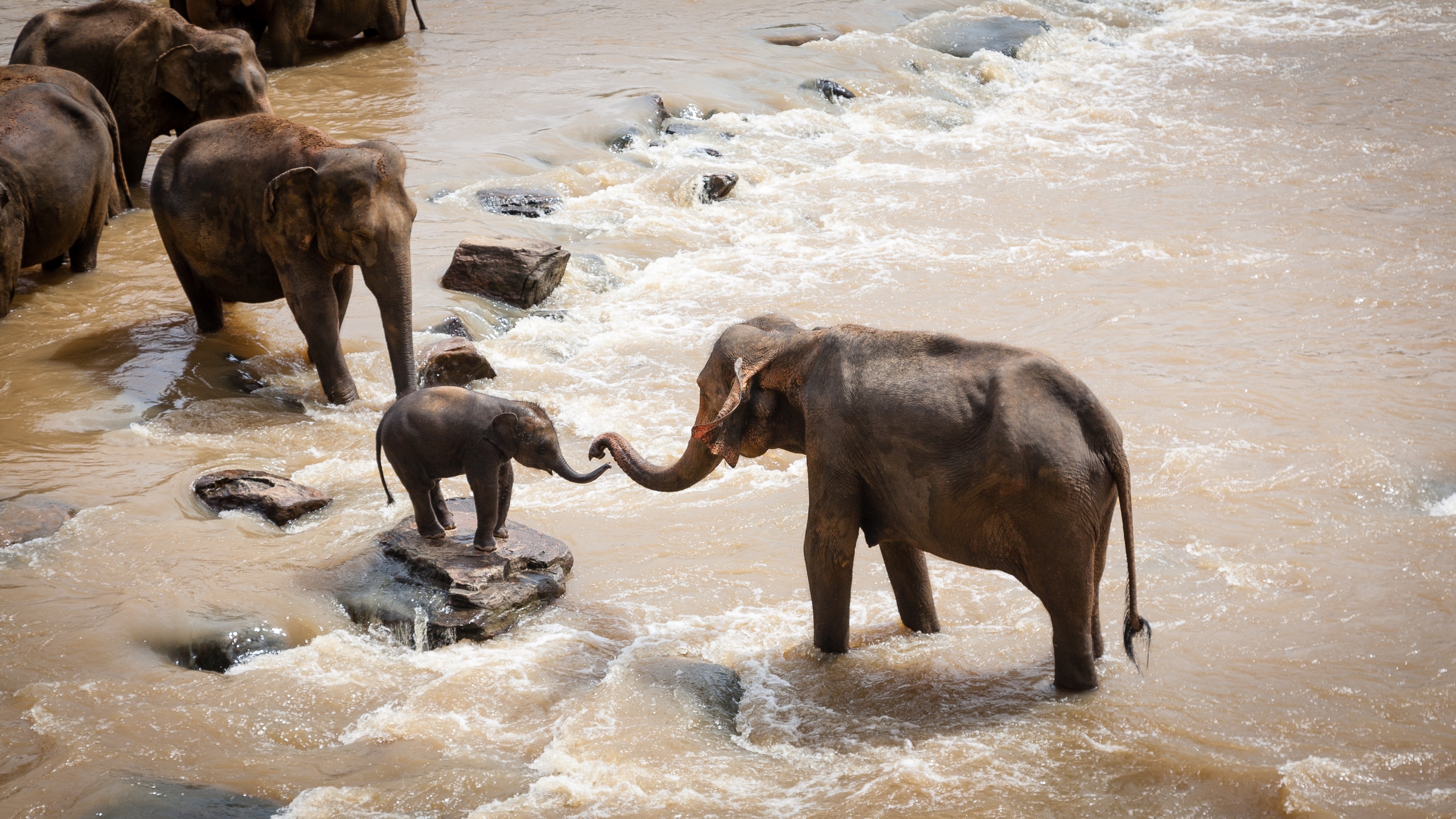 Elephants helping a baby elephant across a river