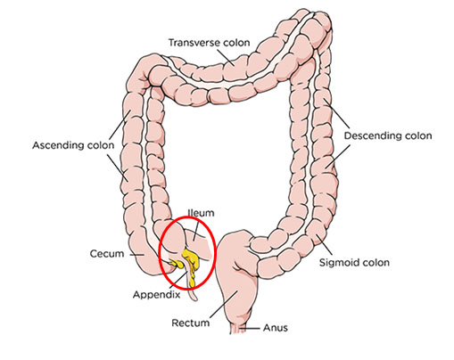 Diagram of the human large intestine