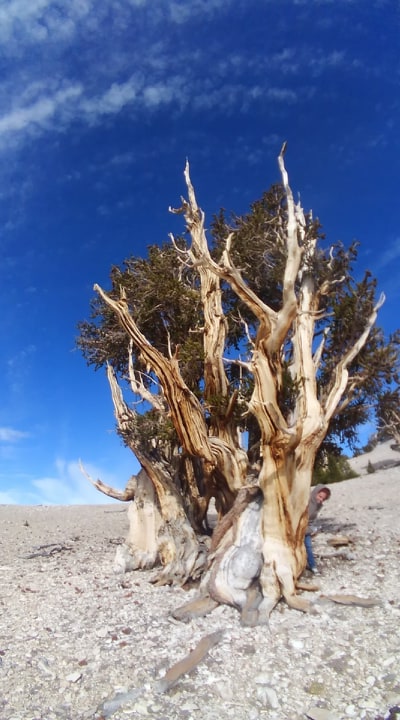 Bristlecone Pine tree