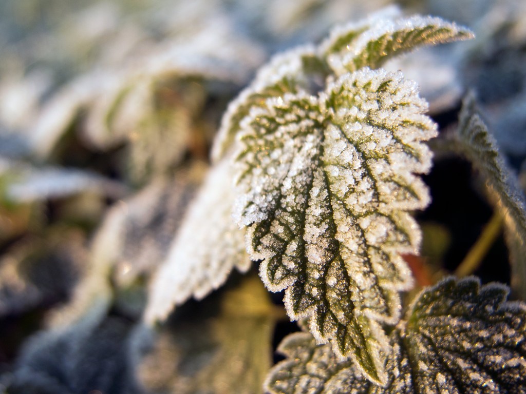 Hoarfrost on a leaf. Leavef covered by hoar or snow and ice on a winter day on the garden. Hoarfrost on the leaves on beautiful winter image – close up of frozen tree branch and leaves covered with rime.