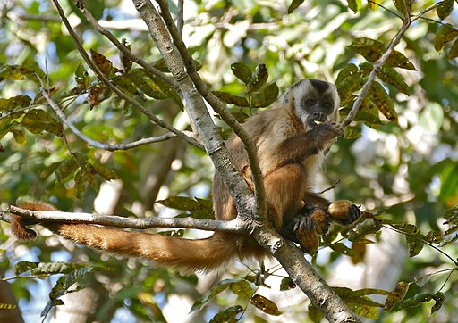 hooded capuchin eating fruit while sitting in a tree